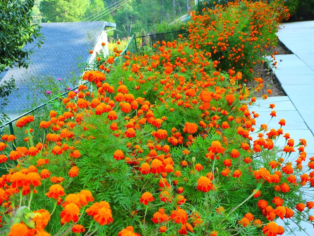 Hostie Sharanam - 2Bhk Pvt Mountain Villa, Majkhali Ranikhet Exteriér fotografie